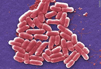 Programmable Bacteria are recognized for curing diseases.