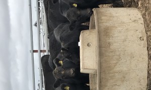 farmIT trough sensor in yards e1724418733344