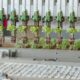 1transplanter setzlinge Da Ros01.jpg ico500